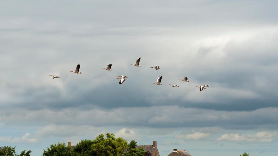 Foto Grauwe ganzen in de vlucht boven agrarisch gebied