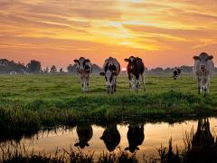 Zwart-bont vee in het Groene Hart (sfeerbeeld)