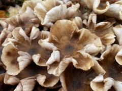 Paddenstoelen in het Leijense bos