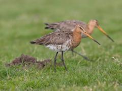 Foto Grutto's in weiland