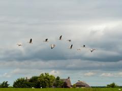 Foto Grauwe ganzen in de vlucht boven agrarisch gebied