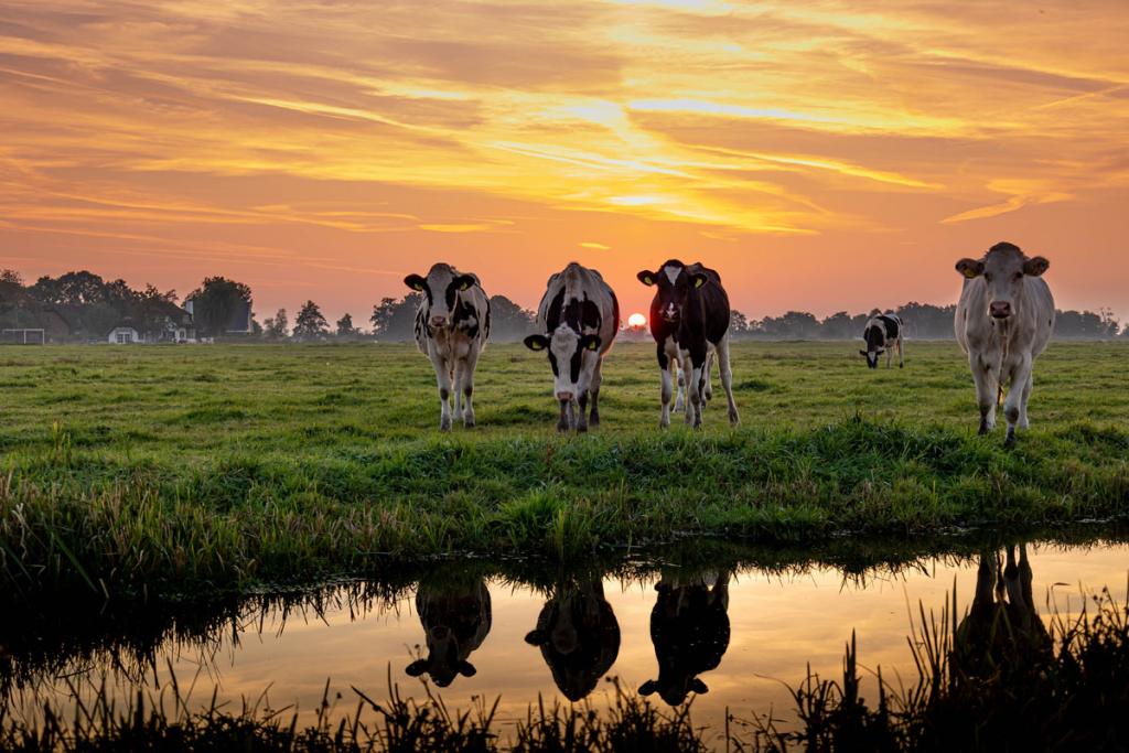 Zwart-bont vee in het Groene Hart (sfeerbeeld)