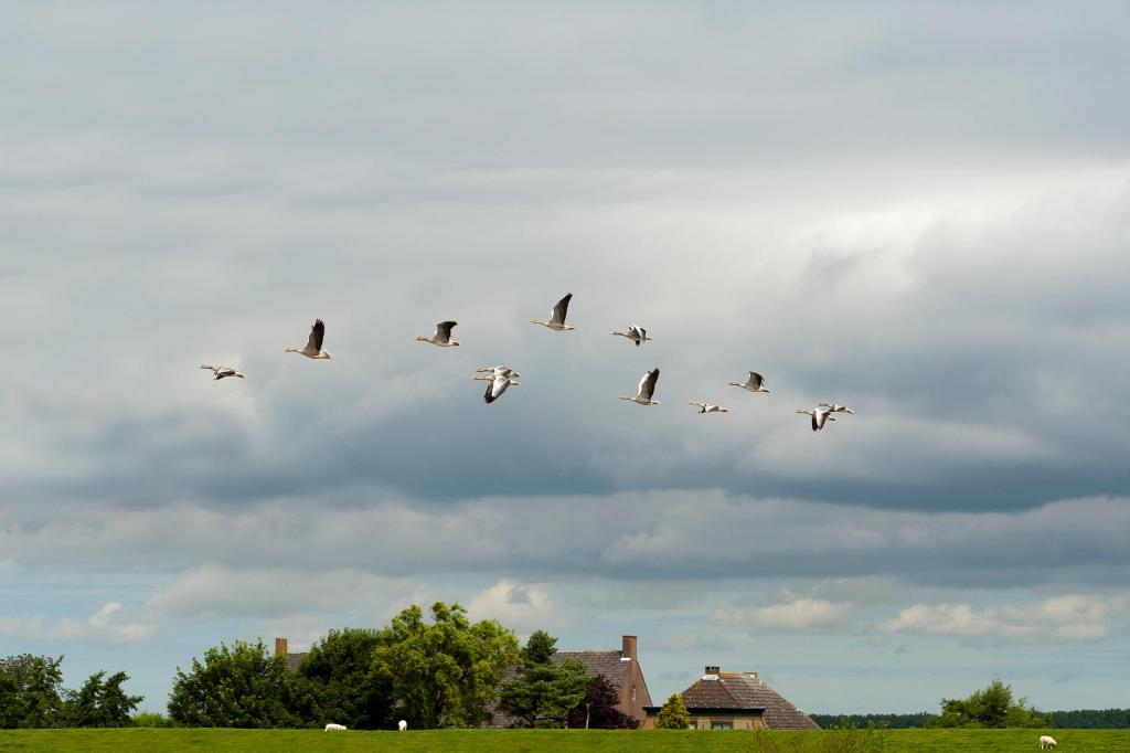 Foto van grauwe ganzen in de vlucht boven agrarisch gebied