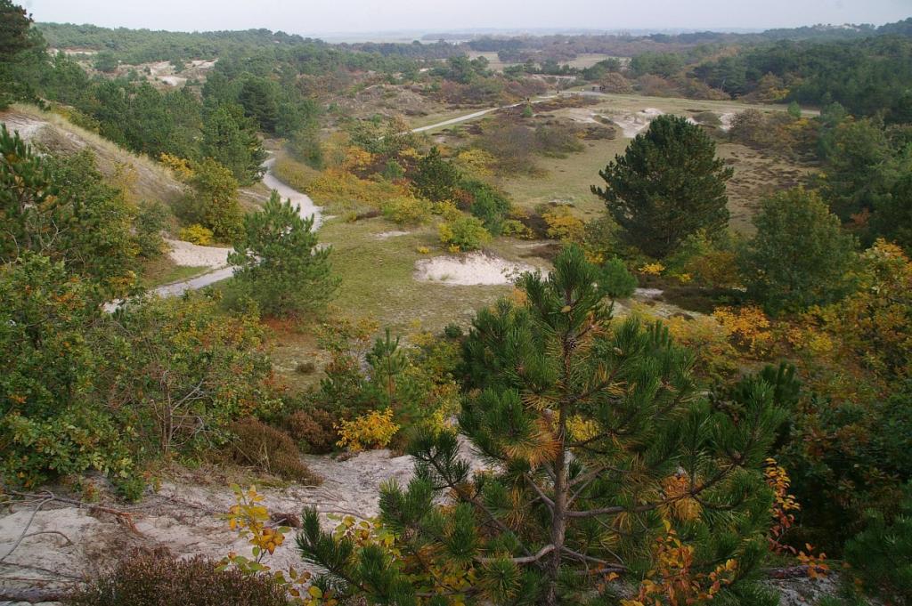 Dunes in North Holland